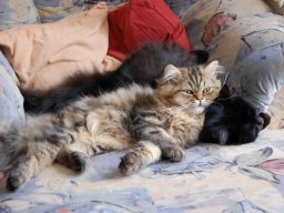 Katzen-Hagneck- - 3